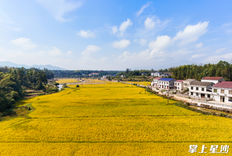 开慧镇广袤的田野上，到处都散发着农作物成熟的味道。