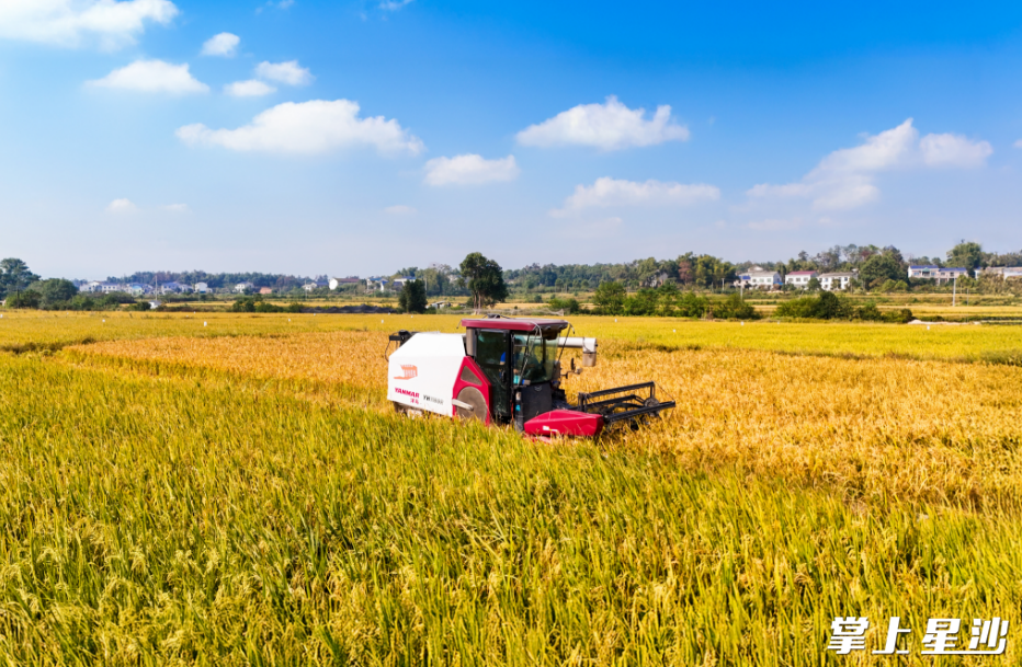 机械化设备助力晚稻“高效率”收割。