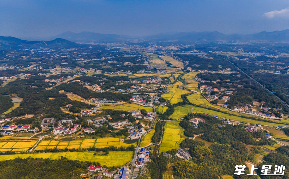 航拍镜头下，长沙县开慧镇一片片金黄的稻田卧在山坳间。均为章帝 摄