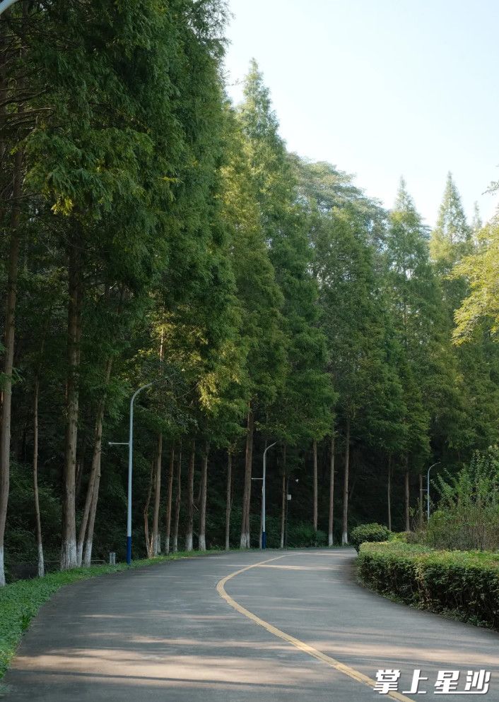大山冲森林公园森林覆盖率达80%，绿化覆盖率达98%，是绿意盎然的“天然氧吧”。均为长沙县文旅局供图