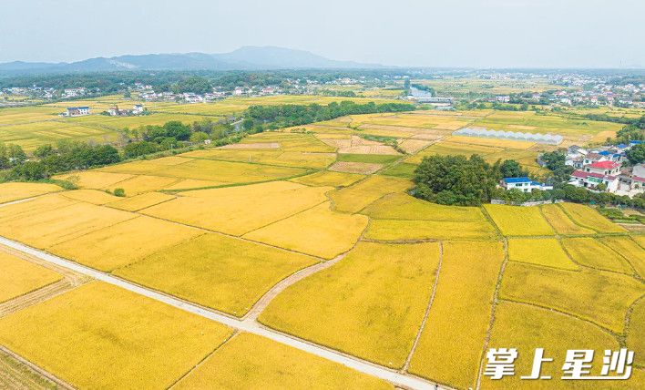 在隆平稻作公园，目前正是丰收的季节，明晃晃的稻浪美得像画，抓紧时节来逛，可以看到一望无际的田野和农民收割的景象。