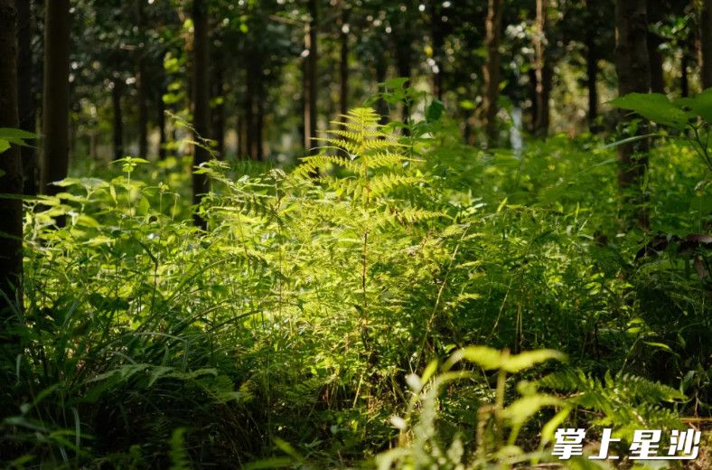 大山冲森林公园有原始次生林120余公顷，有分属,120 多科的430多个树种，水杉、池杉、台湾杉福建柏已形成了稳定植物群落。