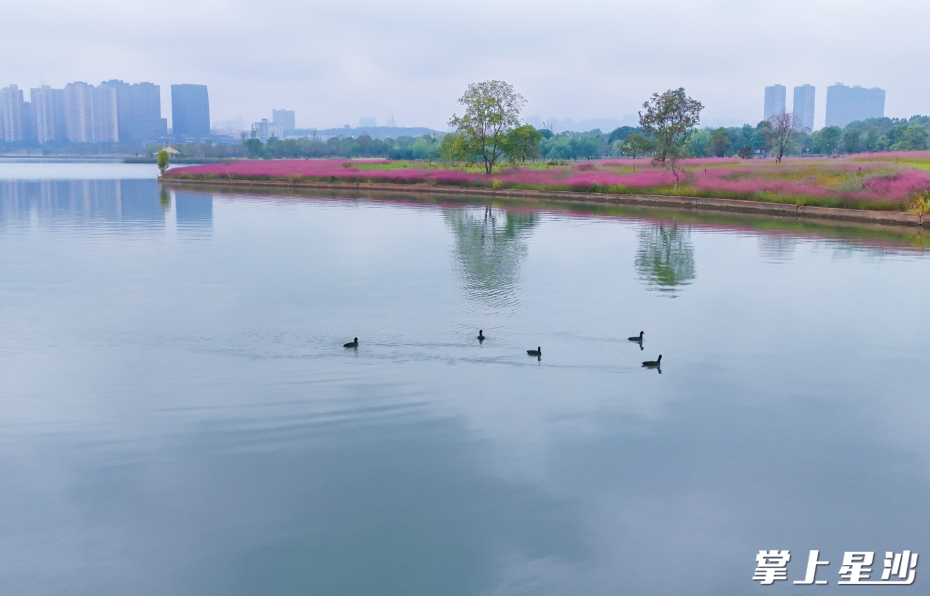 粉黛乱子草倒映在湖面上，如一条天然粉色飘带，湖中偶有几只水鸟在嬉戏。