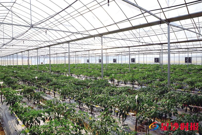 　　在天健农业的育秧大棚里放眼望去，一垄垄、一株株辣椒挂满枝头硕果累累，甚是喜人。　　阮霖浩 摄