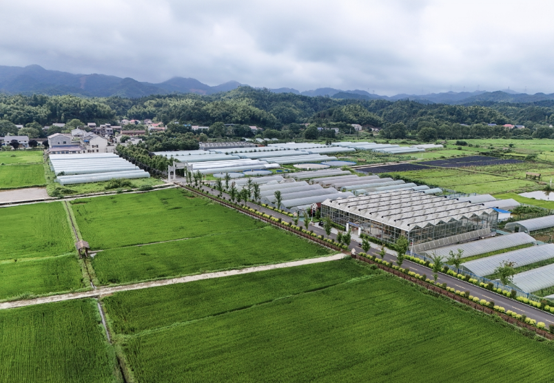高桥镇S206农科院段，产业因路而兴，村民因路而富。 