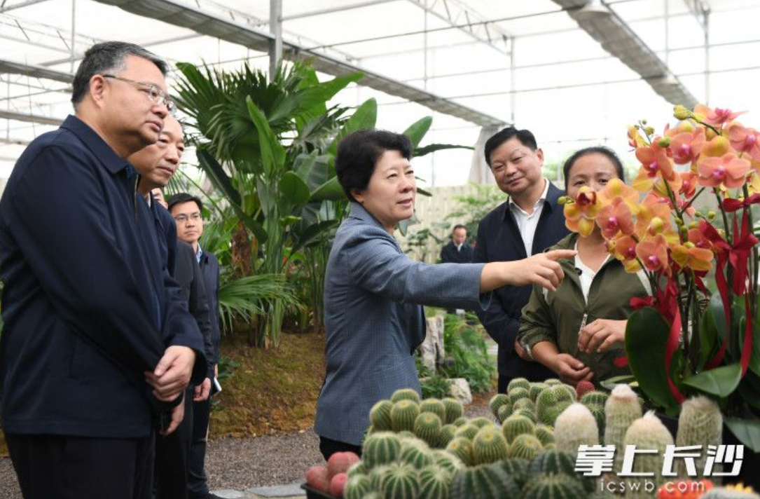 10月28日，省委常委、市委书记吴桂英在长沙县春华镇调研乡村振兴工作，走进春红花卉有限公司。均为长沙晚报全媒体记者 郭雨滴 摄