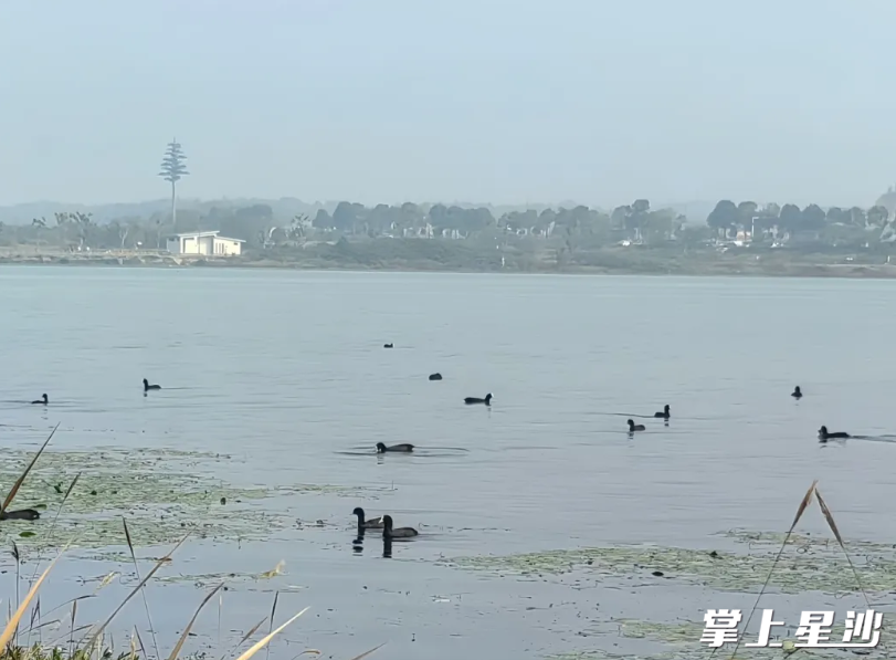 在波光粼粼的松雅湖湖面上，白骨顶鸡等候鸟正在嬉戏。