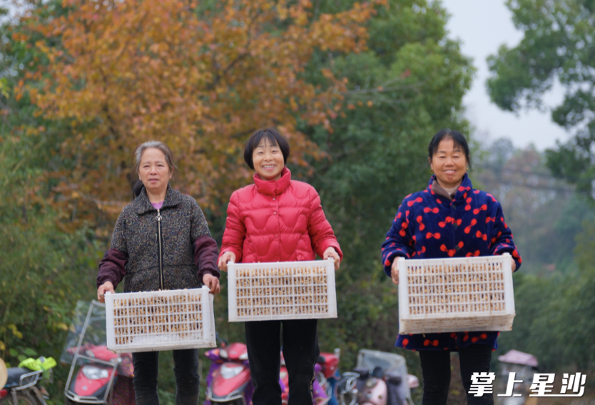 白沙村引进芦菇产业,助力农民增收。 白沙村引进芦菇产业,助力农民增收。