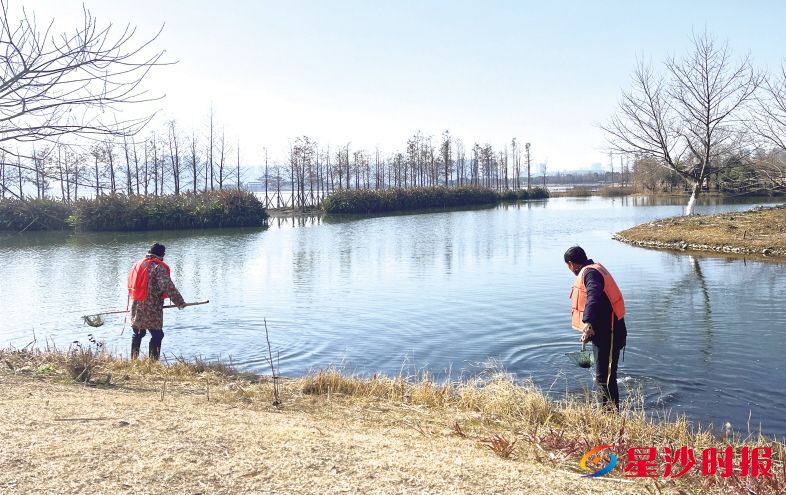 　　在松雅湖公园的湿地花园附近，工作人员正在打捞水草。王俊 摄 