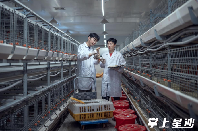 研究生在锡福科技小院开展科研试验。 研究生在锡福科技小院开展科研试验。