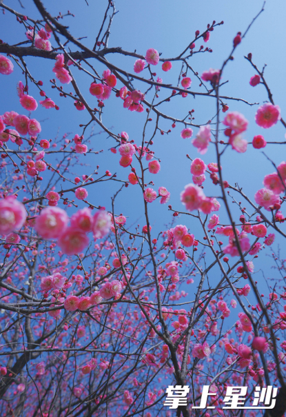 湖南松雅湖国家湿地公园的每一朵梅花都在枝头绽放着属于自己的光彩。 湖南松雅湖国家湿地公园的每一朵梅花都在枝头绽放着属于自己的光彩。