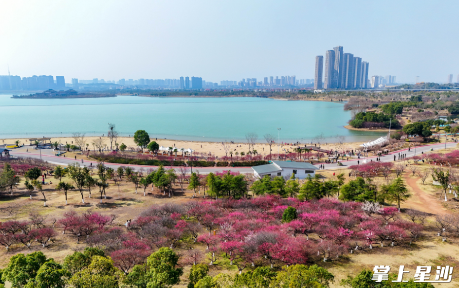 湖南松雅湖国家湿地公园内数千株梅花凌寒绽放。 湖南松雅湖国家湿地公园内数千株梅花凌寒绽放。