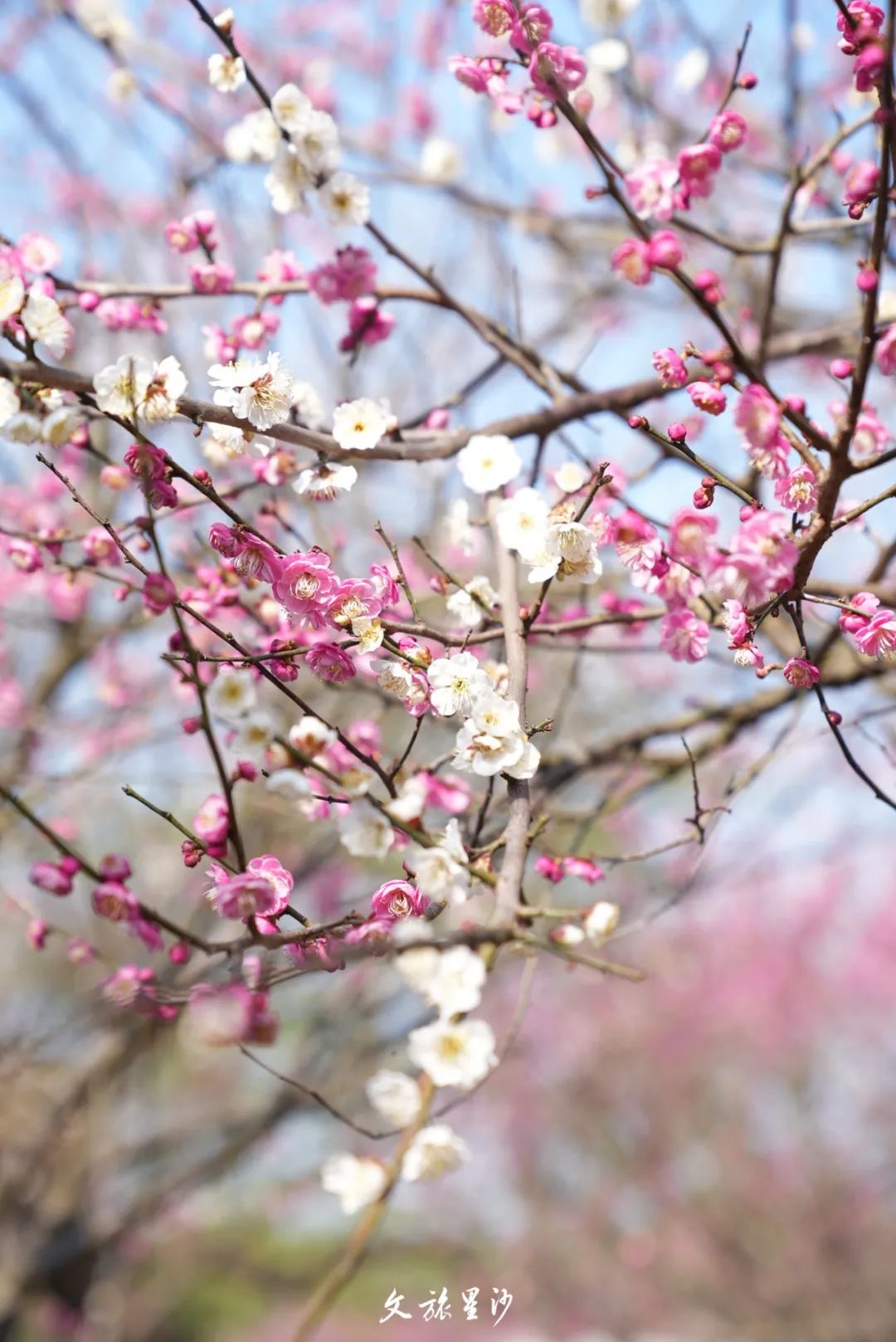 松雅湖粉嫩的梅花很“出圈”人在树下，像在画里，光是散步，就多了一分浪漫。