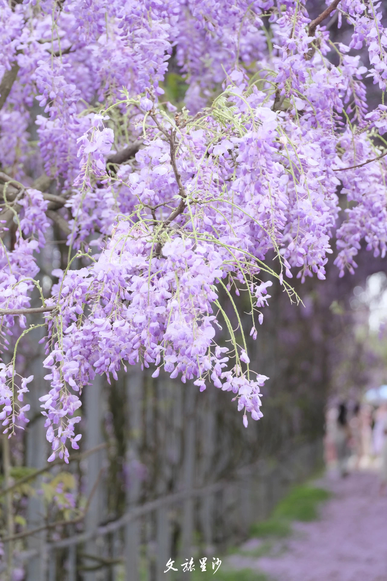 3-4月，路口镇、黄花镇、黄兴镇等景点均有紫藤花可观赏。