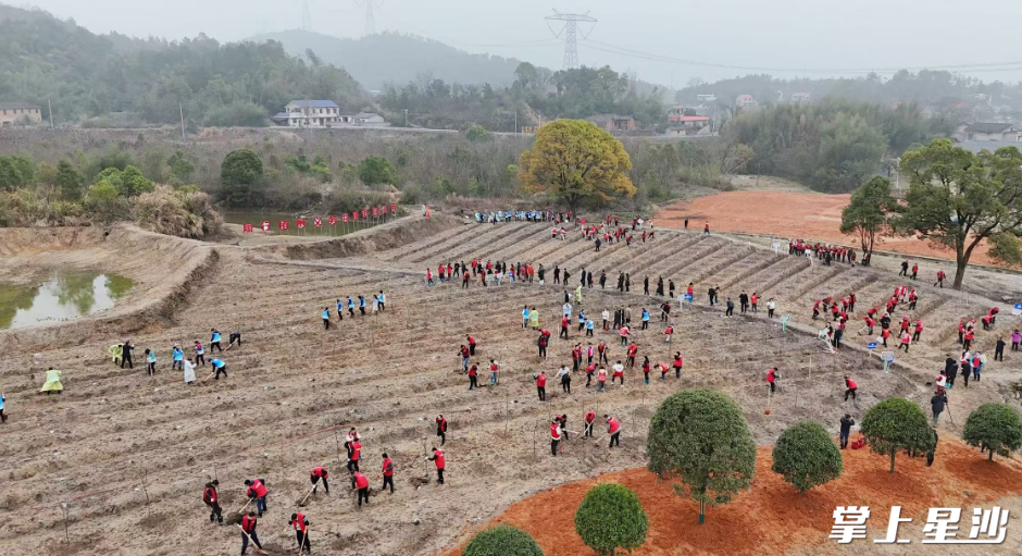 植树现场。均为董坤 摄
