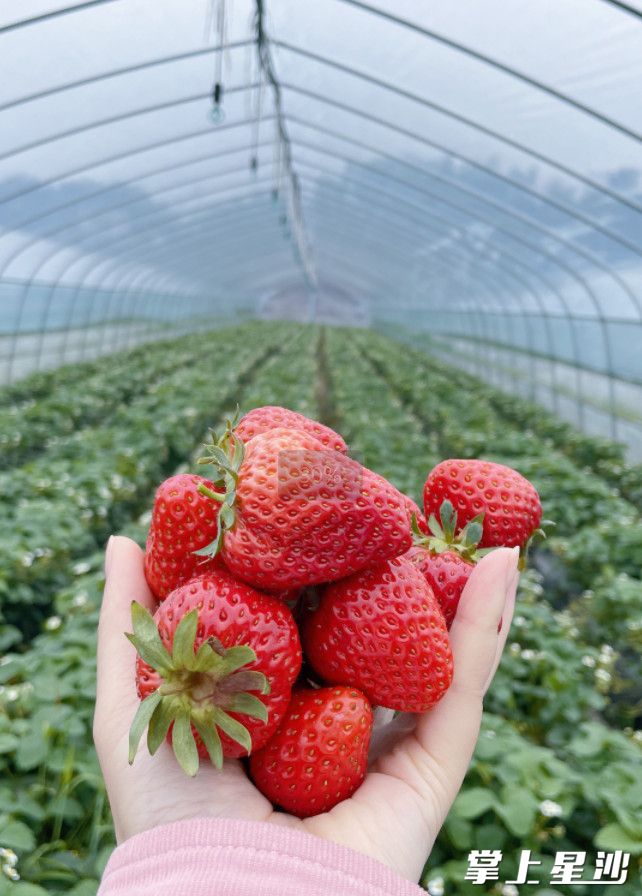 湘峰村草莓园采摘时间可持续到5月份,草莓色泽诱人、香味十足。 湘峰村草莓园采摘时间可持续到5月份,草莓色泽诱人、香味十足。
