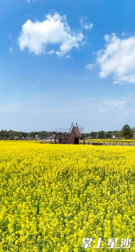 同汇长龙生态欢乐园拥有成片的油菜花田,金黄色的花海与蓝天相映,随手一拍就是大片。章帝 摄 同汇长龙生态欢乐园拥有成片的油菜花田,金黄色的花海与蓝天相映,随手一拍就是大片。章帝 摄