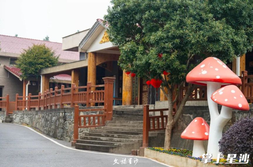 在地锦农场采蘑菇，然后吃一顿土鸡筒骨菌汤打底的蘑菇火锅宴。