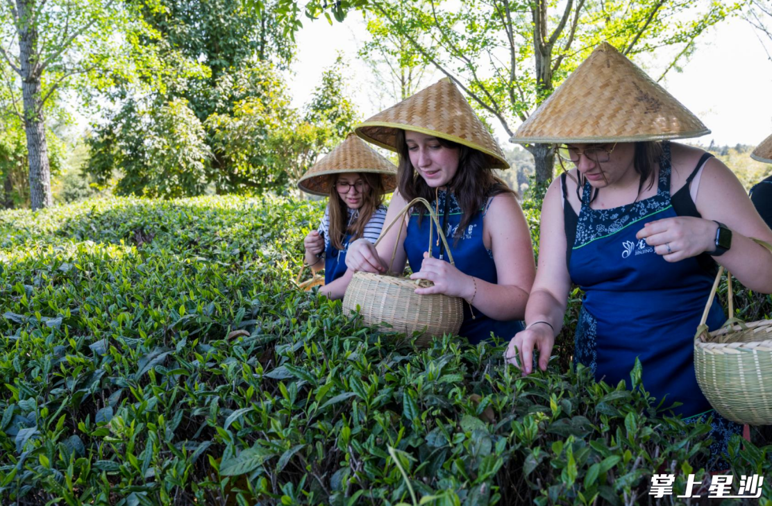 学生们在茶农的带领下，亲自体验采茶的乐趣。