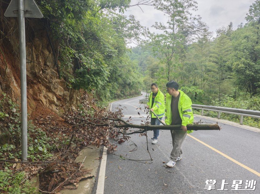 长沙县交通运输局路口中队队员及时清理路面倒塌树木，确保道路通畅安全。