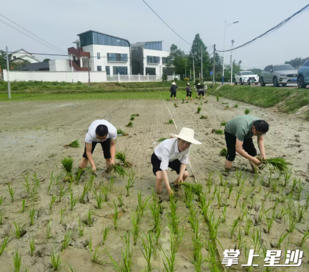 4月29日下午,朱有志(中)与开慧镇党政干部、开慧村支村两委同志在“我在开慧有丘田”的田里插田。开慧镇供图 4月29日下午,朱有志(中)与开慧镇党政干部、开慧村支村两委同志在“我在开慧有丘田”的田里插田。开慧镇供图