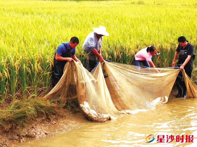 　　桑基鱼塘每年鲜鱼产量高，稻谷生长好、营养价值高。金井镇供图