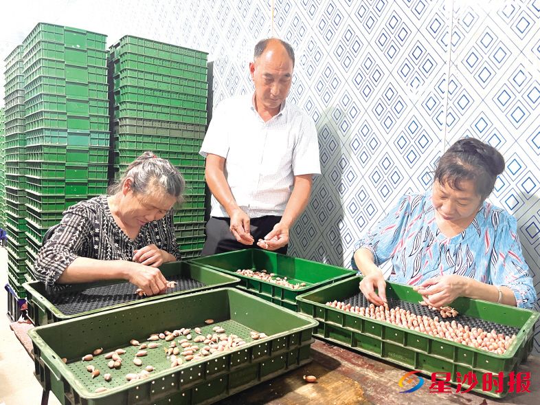 　　深山农特产品通过高效便捷的农村物流飞往全国各地。图为高桥镇凯雨通水培花生苗种植基地生产场景。 长沙县交通运输局提供图