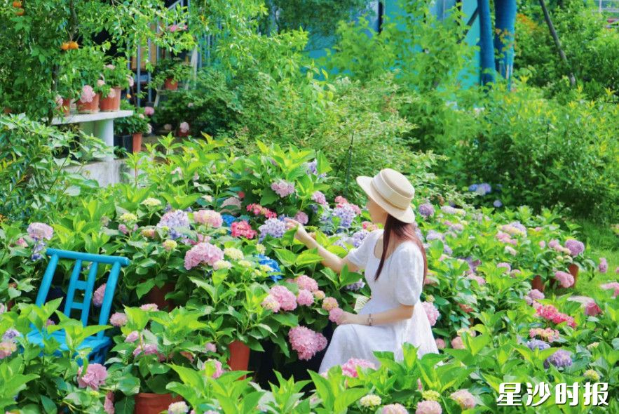 黄花镇银龙村开展绣球花游园会。吴婉沁 摄