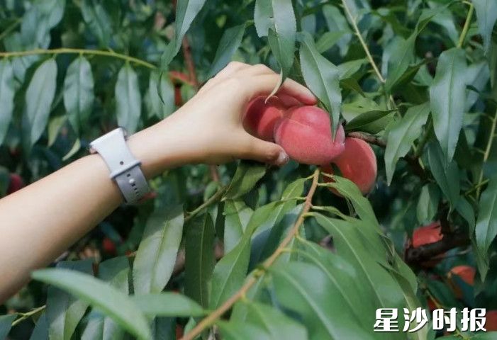 “状元红”，皮薄如纸，一口咬下阳光的厚馈！