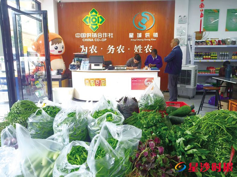 　　每天清晨，村民会将新鲜采摘的蔬菜送到杨泗庙社区“星仔生鲜”服务站，随后各餐饮企业的采购人员便会将其选购一空。长沙县供销社供图