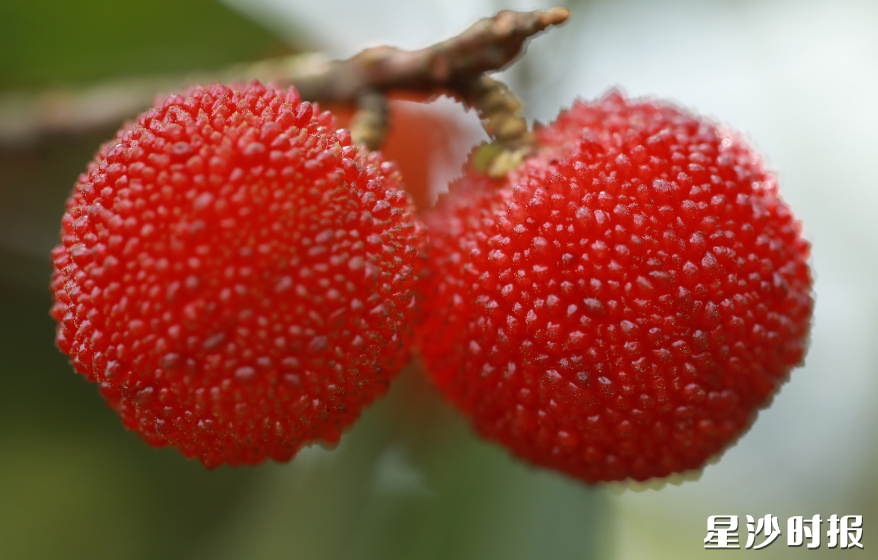 紫红色的杨梅挂满枝头，轻轻一咬，酸甜的汁水迸发而出。张庆 摄