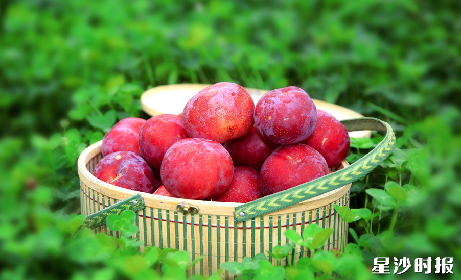 李子果肉肥厚，咔嚓一口，酸甜爆汁的果肉瞬间激活味蕾。