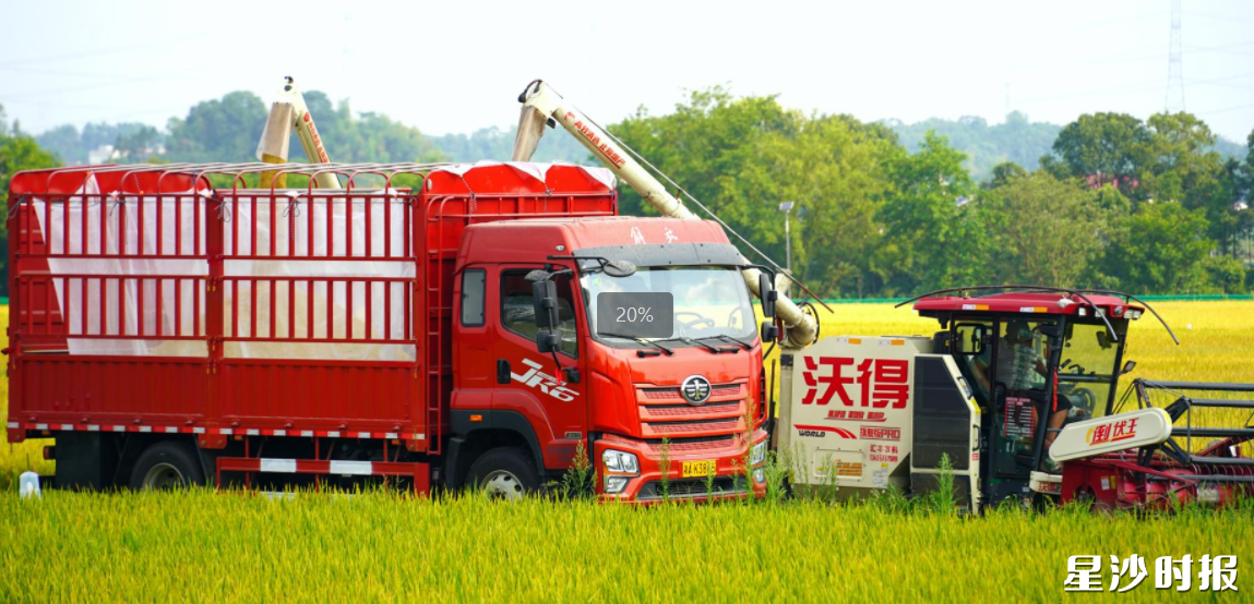 青山铺镇洪河村，收割机将湿谷装满货车。邬振 摄