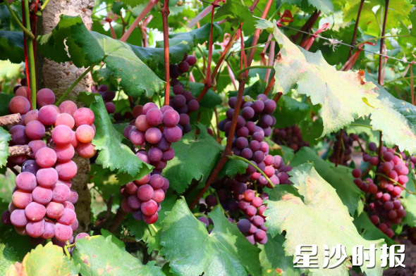 当季新鲜葡萄。