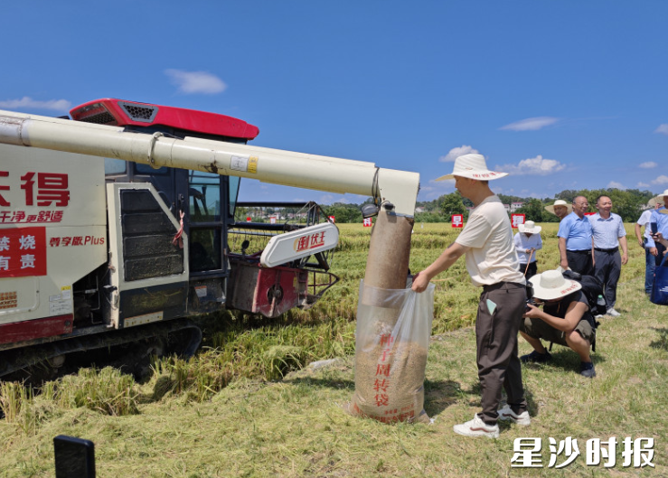 早稻品种中科发早粳1号在长沙县路口镇龙泉社区田间测产，取得了平均亩产604.5公斤的优异成绩。图为测产现场。杨源 摄