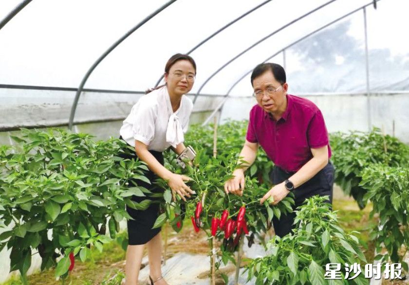 黄兴光皮辣椒形似“炮弹头”，红艳似火，在阳光照射下散发诱人光泽。黄兴镇供图