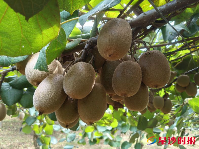 　　长沙县金井镇炎农生物科技基地里，饱满的猕猴桃挂满枝头。　　金井镇供图