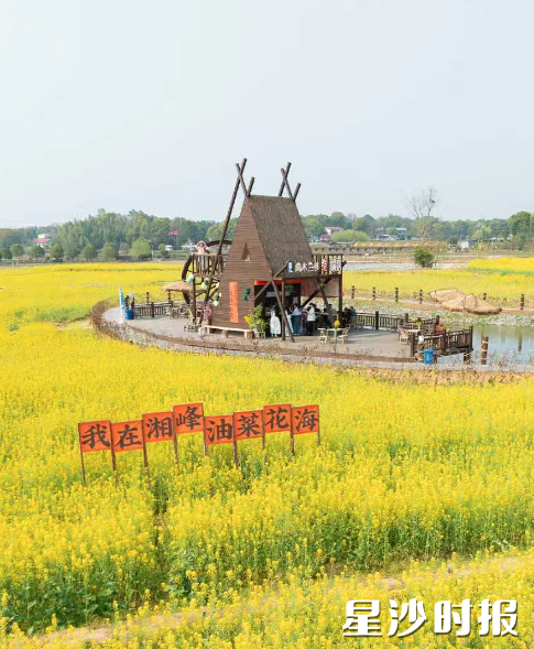 春天，同汇长龙生态欢乐园成了一片金黄色的花海，随手一拍就是大片。