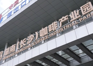 视频 | “咖”香四溢，“啡”凡竞技！长沙首次引入的三豆客·亚洲杯长沙赛区咖啡烘焙大赛将于今日开赛