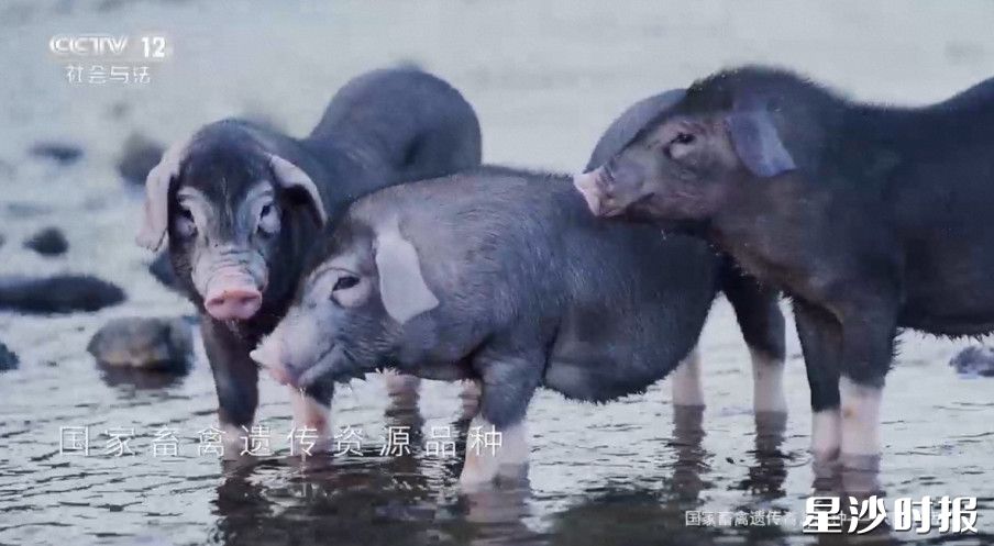 金井镇特色猪——大围子猪以其肉质细嫩、优脂轻嘌呤的特点上榜央视CCTV-12、CCTV-17频道。均为金井镇供图