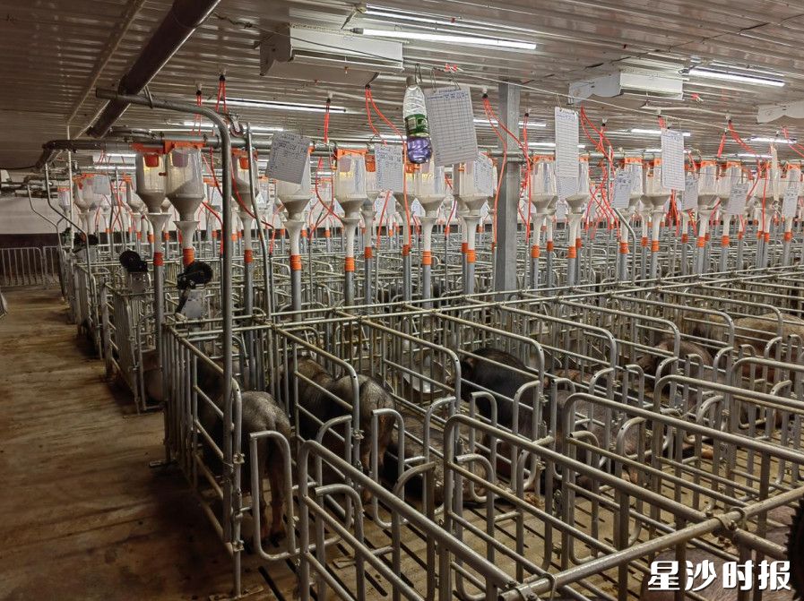 在大围子猪养殖区，新品种培育正稳步推进。