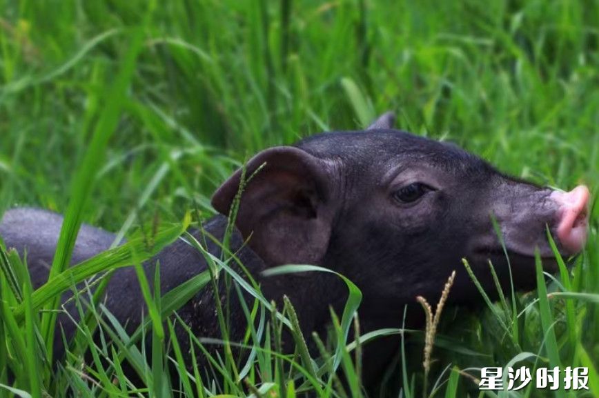 金井镇凭借这头“致富猪”，全力打响特色品牌。