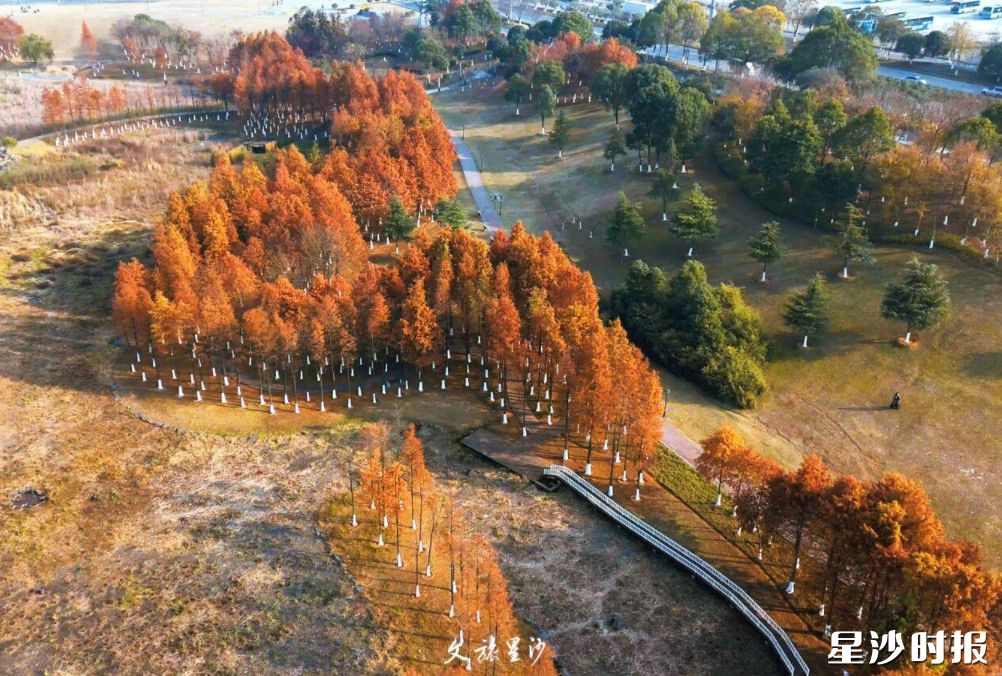 湖南松雅湖国家湿地公园13公里长的专业环湖自行车道，此刻正被泛黄的池杉、变红的乌桕和常绿的香樟装点。