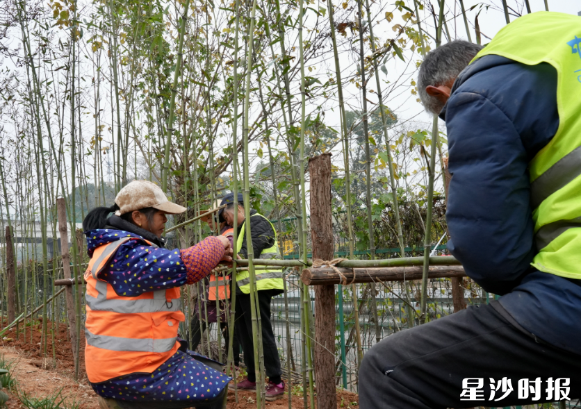 工作人员搭配横竹竿、树撑进行固定。杨欣雨 摄 工作人员搭配横竹竿、树撑进行固定。杨欣雨 摄