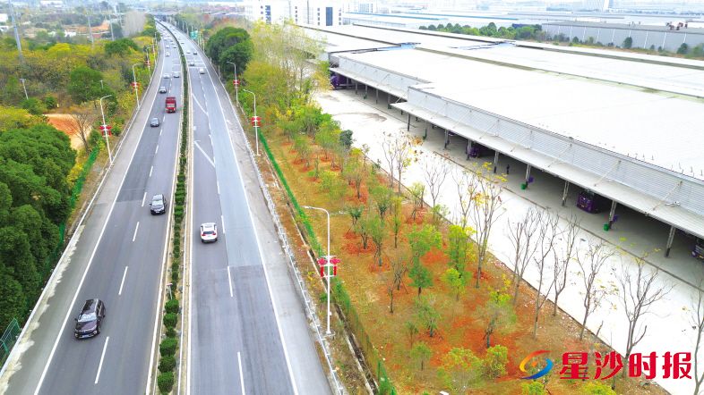 　　如今开车经过长永高速长沙县段，映入眼帘的是整齐的竹篱、新栽的花木与绵延的绿意。　　胡宇韬 摄
