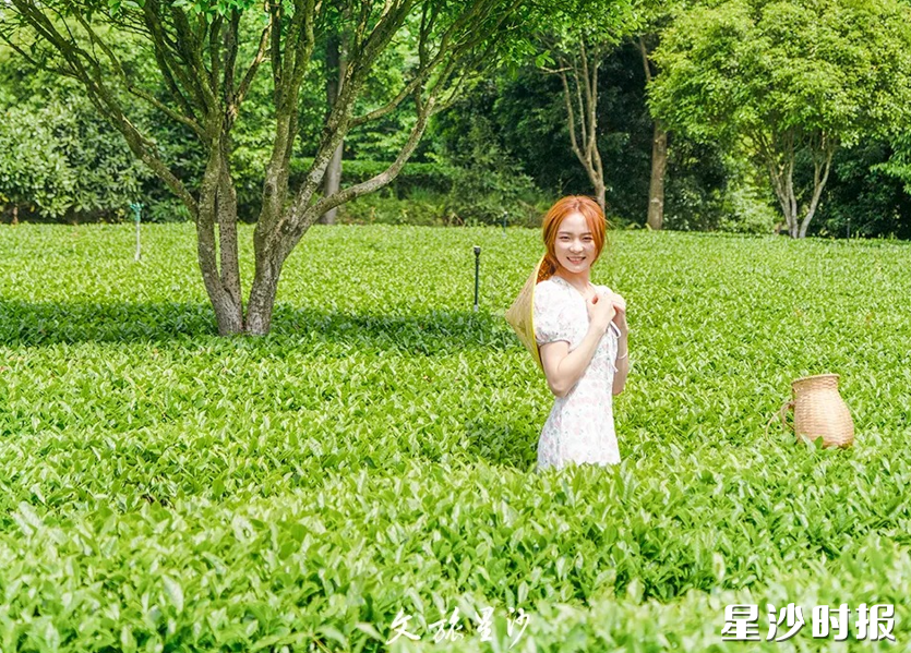 在湘丰茶园观光,或漫步茶园或骑车游行,茶香萦绕沁人心脾,满目绿意心旷神怡,还可以提着小篮子,化身茶农,体验采茶的乐趣。 在湘丰茶园观光,或漫步茶园或骑车游行,茶香萦绕沁人心脾,满目绿意心旷神怡,还可以提着小篮子,化身茶农,体验采茶的乐趣。