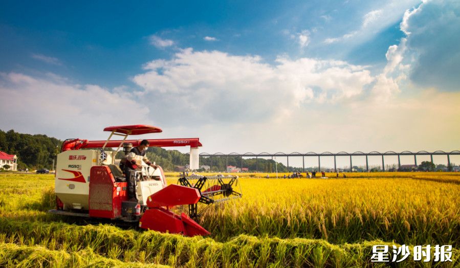 订单生产让农户种粮收益更有保障。图为农机手驾驶收割机在长沙市粮食生产”四高“试验示范区春华核心基地收粮。春华镇供图