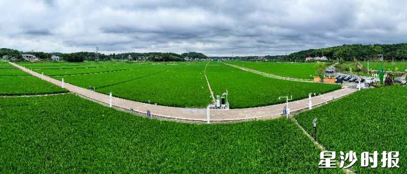 长沙市粮食生产 “四高”试验示范片春华核心基地。春华镇供图