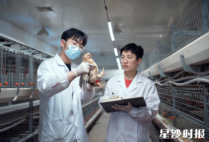 湖南农业大学研究生在长沙县开慧镇锡福科技小院开展养殖实验。章帝 摄