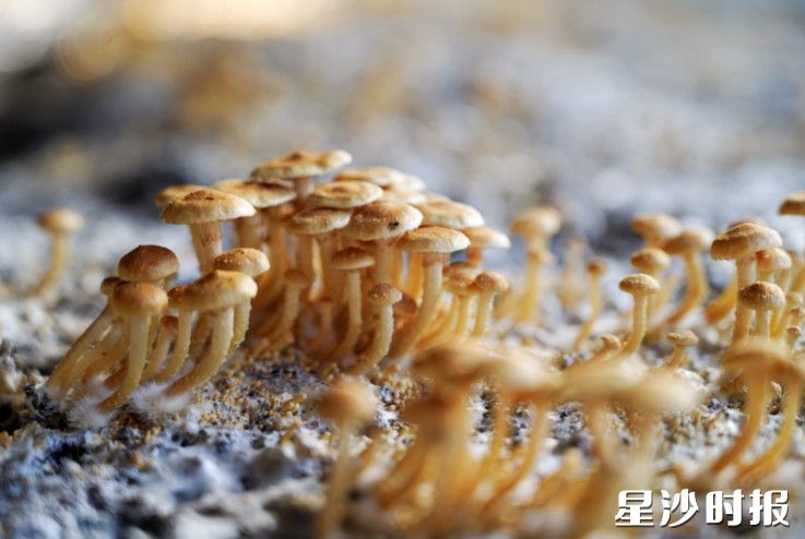 高桥镇湘福翔食用菌基地的特色新品芦苇菇正式抢鲜上市。均为高桥镇供图